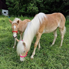 Haflinger9.jpg