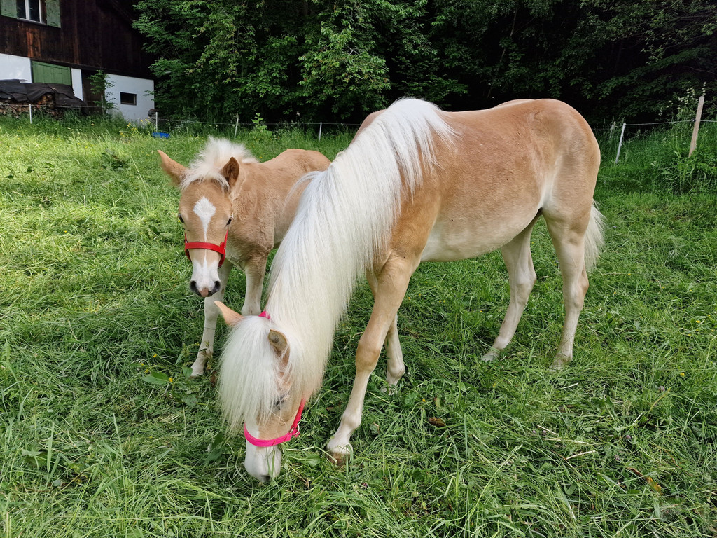 Haflinger9.jpg