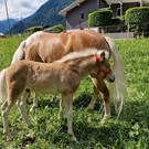 Haflinger10.jpg
