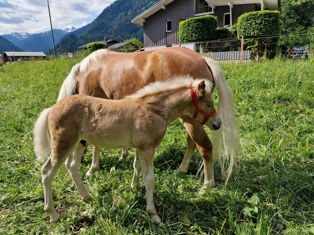 Haflinger10.jpg