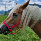 Haflinger11.jpg