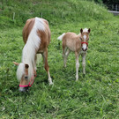 Haflinger12.jpg