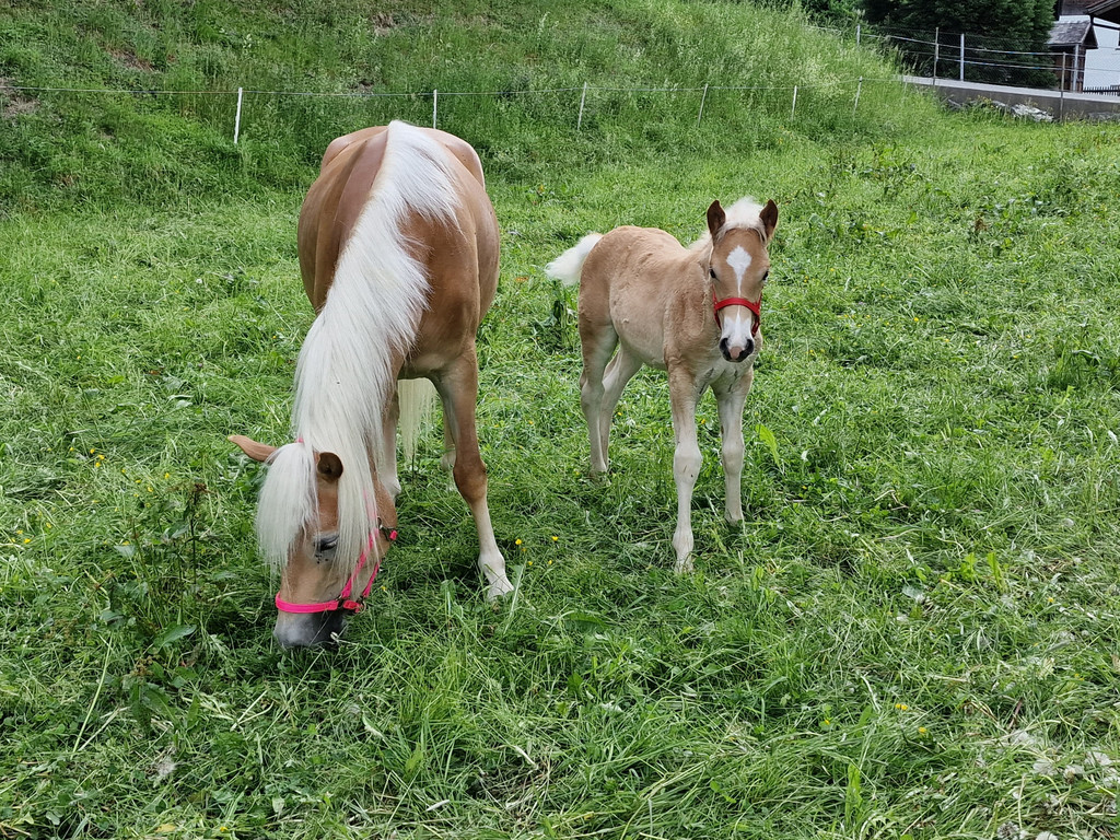 Haflinger12.jpg