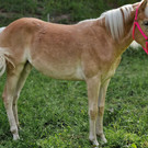 Haflinger13.jpg