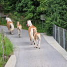 Haflinger15.jpg