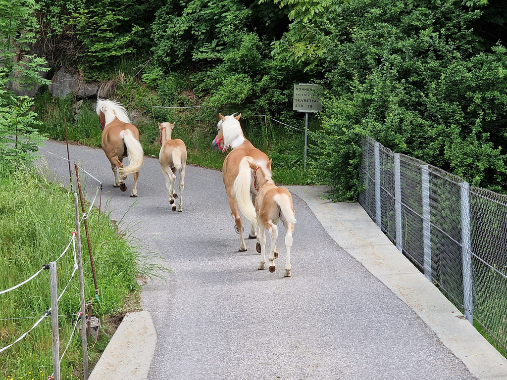 Haflinger15.jpg