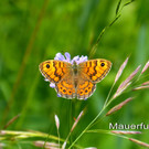 Fauna und Flora am Rheindamm