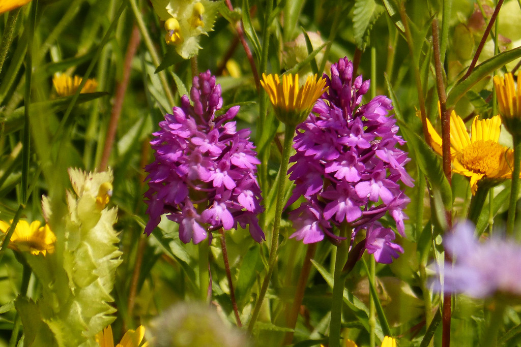 P2550784.JPG