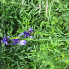 IMG_5385.JPG