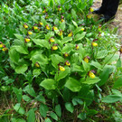 DSC04670.JPG