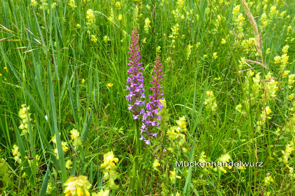 f__r SB G__tzis  1.jpg