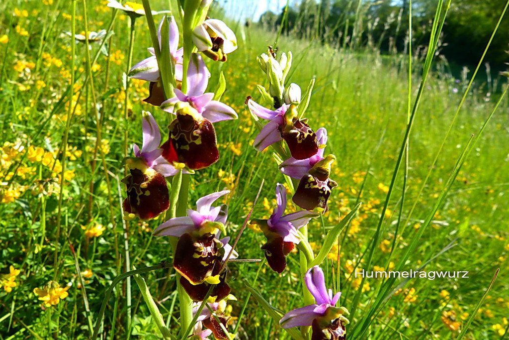 f__r SB G__tzis  2.jpg