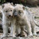 Tiergarten Schönbrunn: Vierfacher Nachwuchs bei Arktischen Wölfen