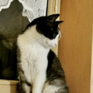 Katze Nila vermisst