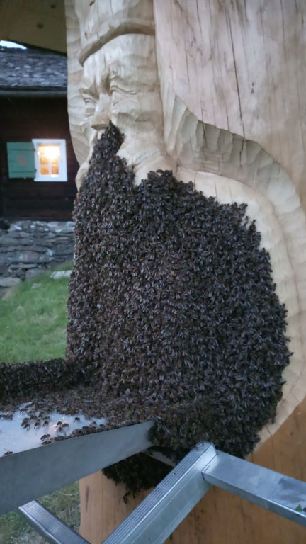 Bienen2_1.jpg