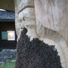 Bienen2_1.jpg