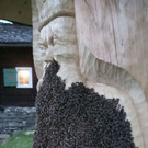 Bienen2_1.jpg