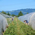 Auf Entdeckungstour in der Erdbeer-Plantage