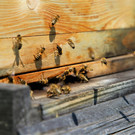 IMG_9693.JPG