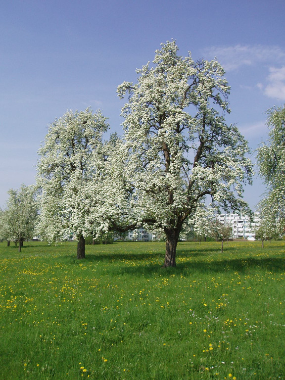H__rbranz PRINZ Aktion STREUOBST Obsthof Leiblachtal Lieferung Symbolfoto Juli 2022 _6_.jpg