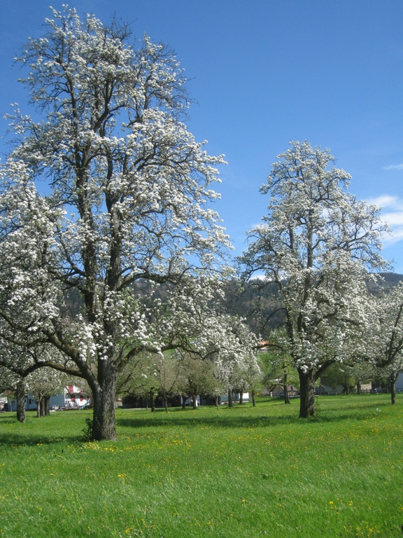 H__rbranz PRINZ Aktion STREUOBST Obsthof Leiblachtal Lieferung Symbolfoto Juli 2022 _7_.jpg