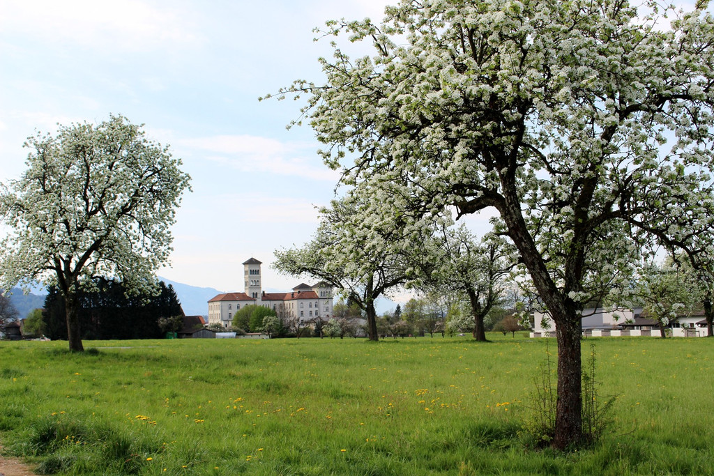 H__rbranz PRINZ Aktion STREUOBST Obsthof Leiblachtal Lieferung Symbolfoto Juli 2022 _10_.JPG