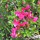 Alpwanderung Schönenbach