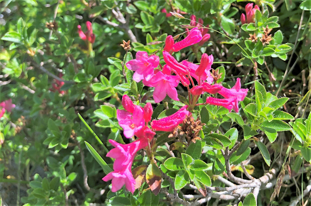 IMG_8236.JPG