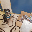 Hundesenior "Nicolai" fand ein Zuhause