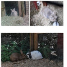 Foto: 3 entlaufene Kaninchen in Koblach