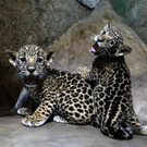 Süßes Jaguar-Baby im Zoo Managua (Nicaragua)