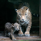 AFP_32EB64N.jpg