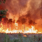 Europe_France_Wildfires_99412.jpg