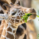 Giraffen-Mädchen "Amari" wird ein halbes Jahr alt