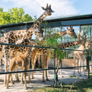 fb_netzgiraffe_amari_13072022_tgs_zupanc_03.jpg