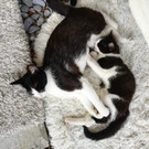Lotte und Peppino