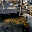 bodensee niedrigwasser _4_.jpg