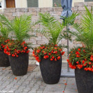 Blumenschmuckrundgang_2022_04.jpg