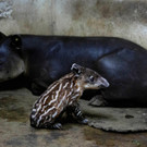 Süße Tapir-Babys im Zoo von Nicaragua geboren