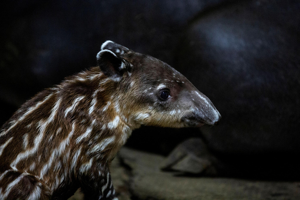 2022-08-08T221024Z_597606562_RC2BSV9ZNDPV_RTRMADP_3_NICARAGUA-ZOO-TAPIRS.JPG