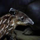 2022-08-08T221024Z_597606562_RC2BSV9ZNDPV_RTRMADP_3_NICARAGUA-ZOO-TAPIRS.JPG