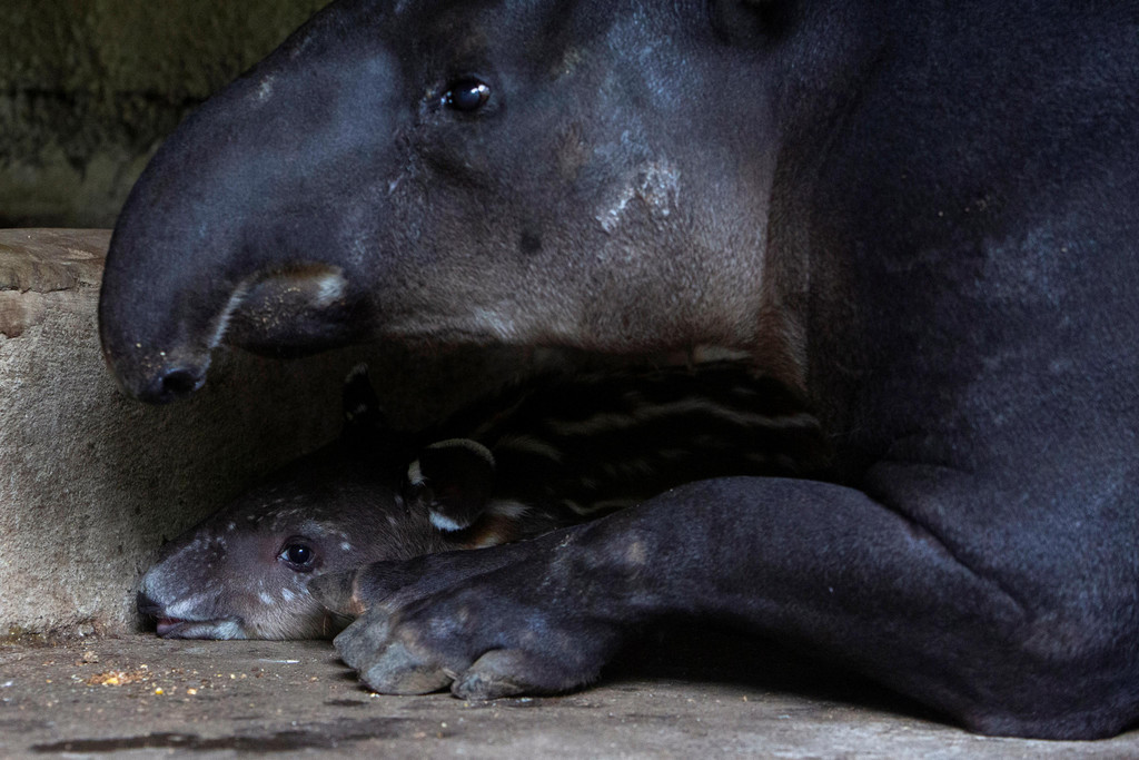 2022-08-08T221035Z_1769422544_RC2BSV9W25X4_RTRMADP_3_NICARAGUA-ZOO-TAPIRS.JPG