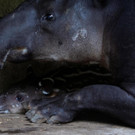 2022-08-08T221035Z_1769422544_RC2BSV9W25X4_RTRMADP_3_NICARAGUA-ZOO-TAPIRS.JPG