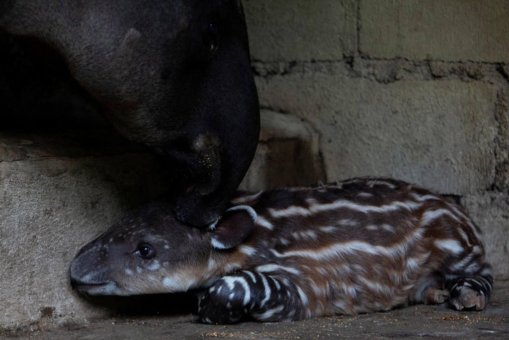 2022-08-08T221038Z_1202790648_RC2BSV93STV7_RTRMADP_3_NICARAGUA-ZOO-TAPIRS.JPG