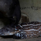 2022-08-08T221038Z_1202790648_RC2BSV93STV7_RTRMADP_3_NICARAGUA-ZOO-TAPIRS.JPG