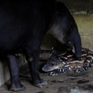 2022-08-08T221048Z_97811931_RC2ASV9BQKGL_RTRMADP_3_NICARAGUA-ZOO-TAPIRS.JPG