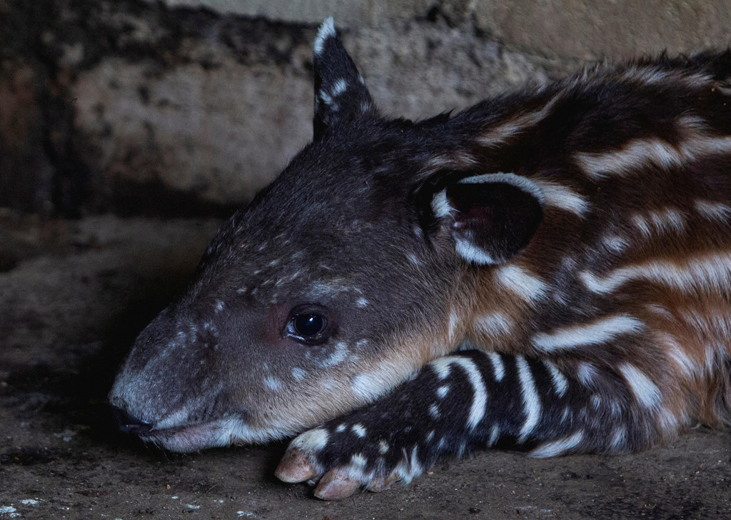 2022-08-08T221100Z_824102571_RC2ASV9PP5CC_RTRMADP_3_NICARAGUA-ZOO-TAPIRS.JPG