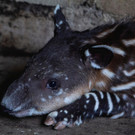 2022-08-08T221100Z_824102571_RC2ASV9PP5CC_RTRMADP_3_NICARAGUA-ZOO-TAPIRS.JPG