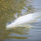 Beluga-Wal aus Seine gerettet