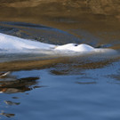France_Whale_in_Seine_50637.jpg